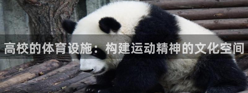 意昂体育4招商：高校的体育设施：构建运动精神的文化空间